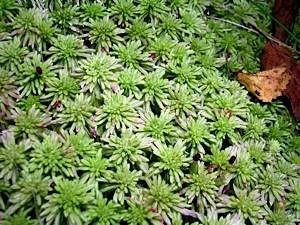 Sphagnum-sp-please-tell-us-if-you-know-its-name