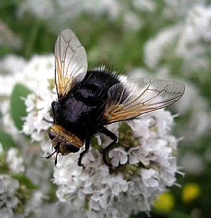Hover fly: bumble bee mimic