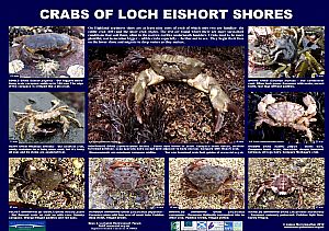 SPECIAL CRABS POSTER FOR NORTH SLEAT (on Skye)