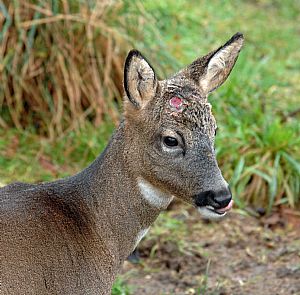 Roe buck - cast