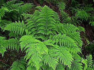 Broad-buckler-fern-Dryopteris-dilatata