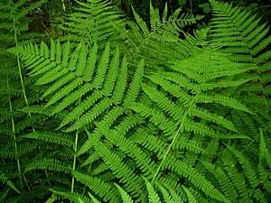 Common-male-fern-compared-with-lady-fern-1