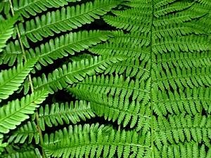 Common-male-fern-compared-with-lady-fern-2