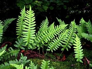 Common-polypody-Polypodium-vulgare-ss