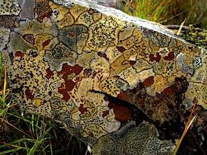 Crustose-mountain-lichens-1
