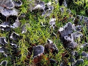 Dogs tooth lichen