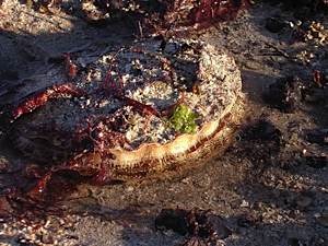 Giant Scallop, Pecten maximus