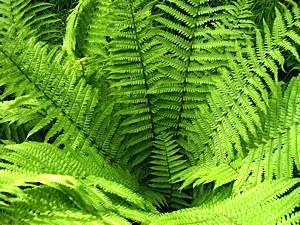 Fern