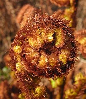 Furled-crozier-of-scaly-male-fern-Dryopters-affinis-ss