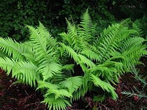 Golden-scaly-male-fern-Drypopteris-affinis-2