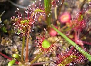 Long-leaved-sundew-drosera-intermedia