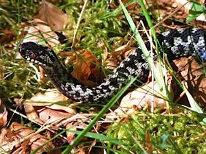 Male adder