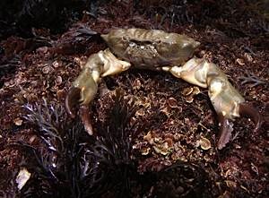 Montague's crab