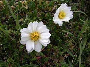 Mountain Avens