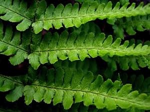 Mountain-male-fern-Dryopteris-oreades-closeup
