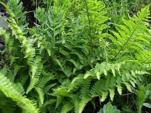 Mountain-male-fern-Dryopteris-oreades