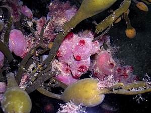 One-of-many-spp-of-sea-squirt-at-Plock-of-Kyle