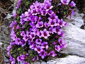 Purple saxifrage