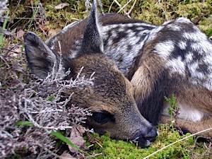 Red deer calf