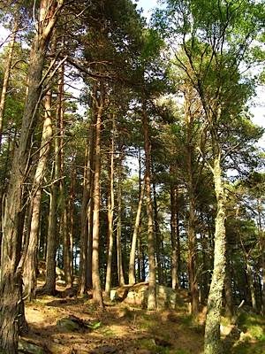 Scots pine Eilean na Creige Dubh, Lochalsh