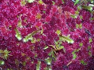 Sphagnum-rubellum-interrupted-by-Rhytidiadelphus-sp