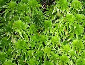 Sphagnum-sp-please-let-us-know