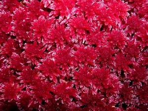 Sphagnum-very-rubellum