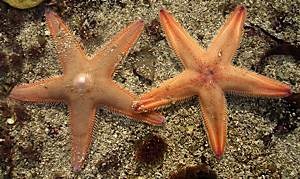 Starfish