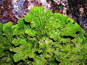 Tree-trunk-lichen-Lobaria-pulmonaria