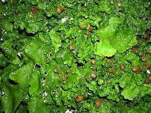 Tree-trunk-lichen-Lobaria-virens