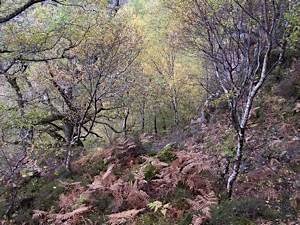 Woodland-in-autumn