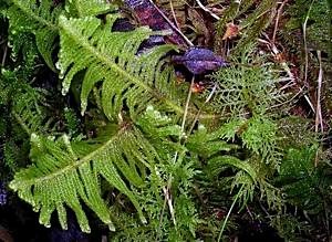 Woodland-mosses-Thuidium-tamariscinum-and-Ptilium-crista-castrensis