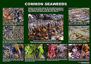 Common Seaweeds, non-localised (see Seaweeds, above)