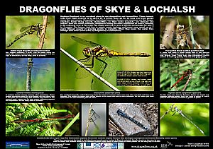 Dragonflies