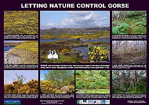 Natural Gorse Control