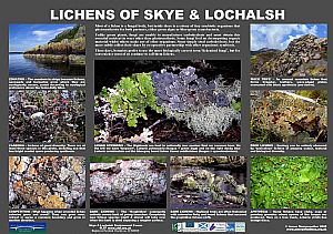 Lichens