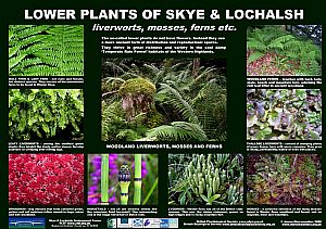 Lower (flowerless) Plants