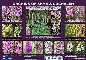 Orchids - full size available below