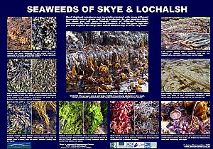 Seaweeds (see also seaweeds, non-localised - below)